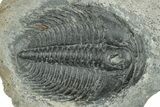 Upper Cambrain Trilobite (Labiostria) Pos/Neg - British Columbia #246618-3